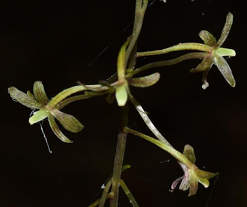 Tipularia_discolor_inflorescence2.jpg