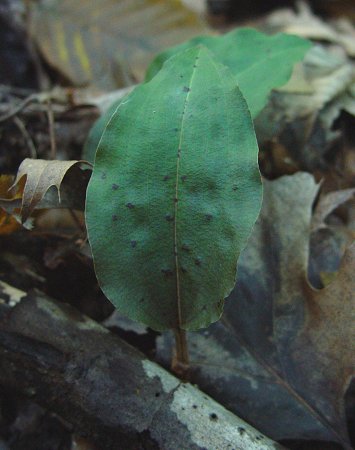 Tipularia_discolor_leaf.jpg