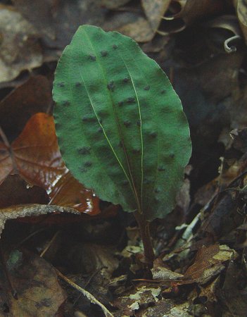 Tipularia_discolor_leaf2.jpg