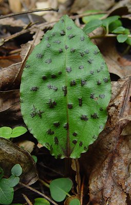 Tipularia_discolor_leaf3.jpg