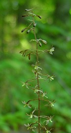 Tipularia discolor thumbnail