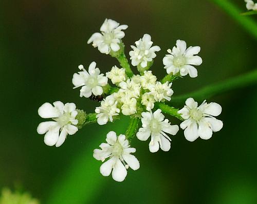 Torilis_arvensis_florets.jpg