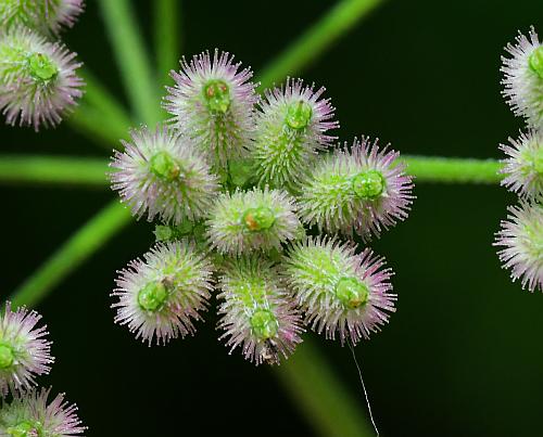 Torilis_arvensis_fruits1.jpg