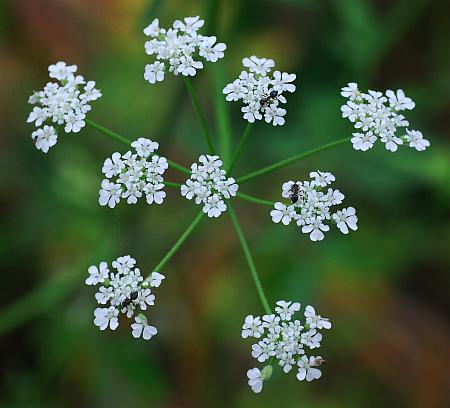 Torilis_arvensis_inflorescence1.jpg