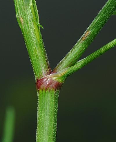 Torilis_arvensis_stem.jpg