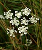 Torilis arvensis thumbnail