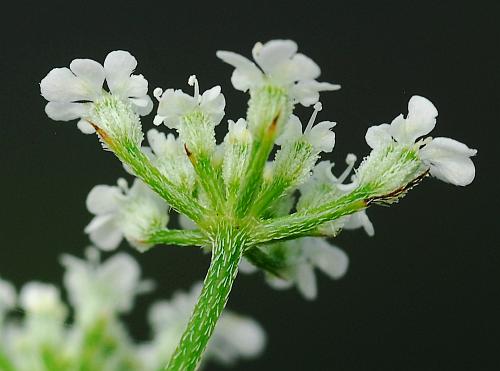 Torilis_arvensis_umbellet.jpg