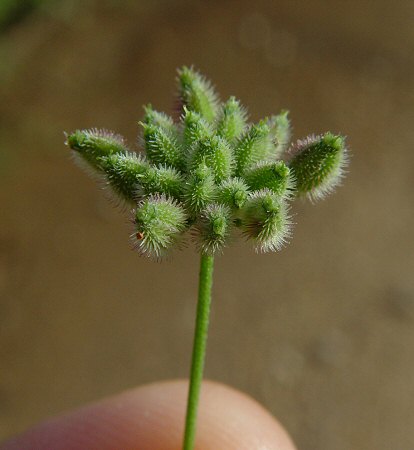 Torilis_japonica_fruits2.jpg