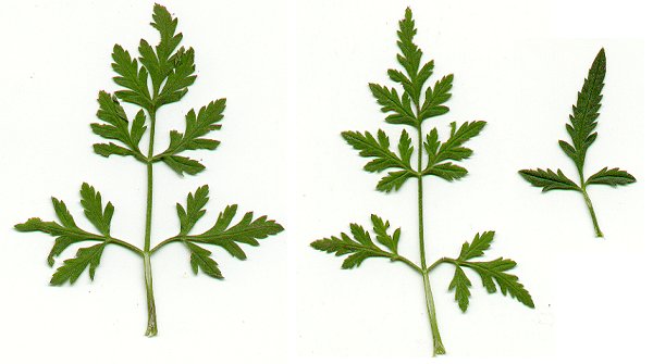 Torilis_japonica_leaves.jpg