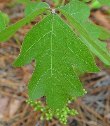 Toxicodendron_pubescens_leaflet.jpg