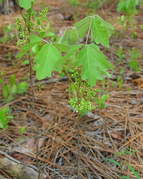 Toxicodendron_pubescens_plant.jpg