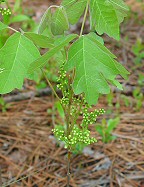 Toxicodendron pubescens thumbnail