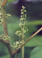 Toxicodendron radicans thumbnail