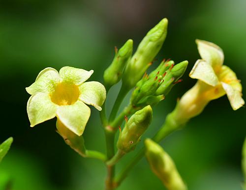 Trachelospermum_difforme_flowers.jpg