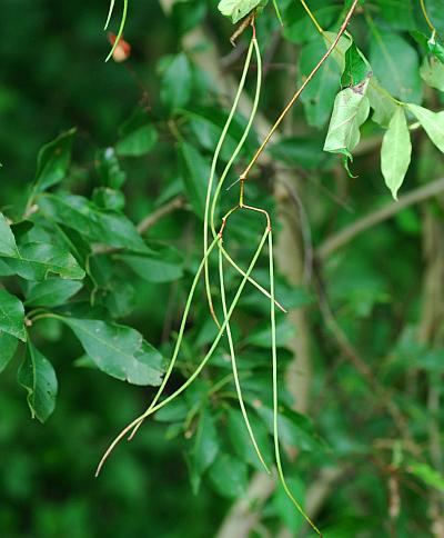 Trachelospermum_difforme_fruits.jpg