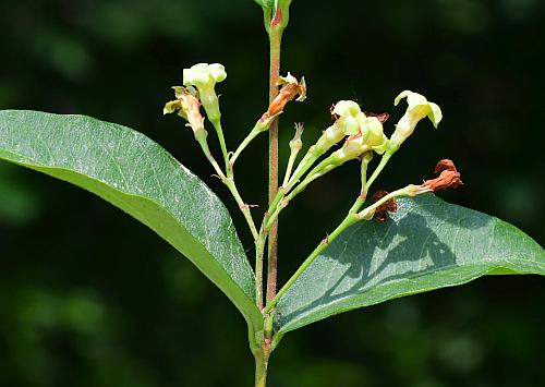 Trachelospermum_difforme_inflorescence1.jpg