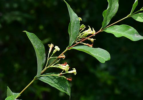 Trachelospermum_difforme_inflorescences.jpg