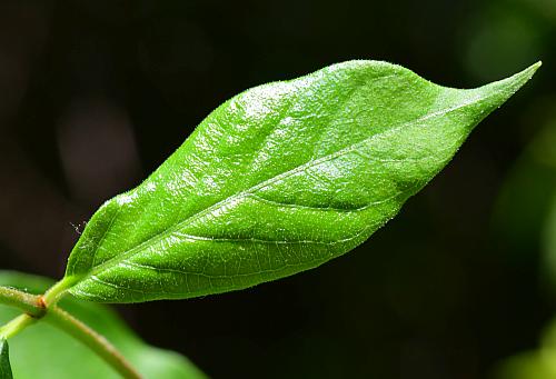 Trachelospermum_difforme_leaf1.jpg