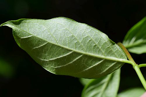 Trachelospermum_difforme_leaf2.jpg