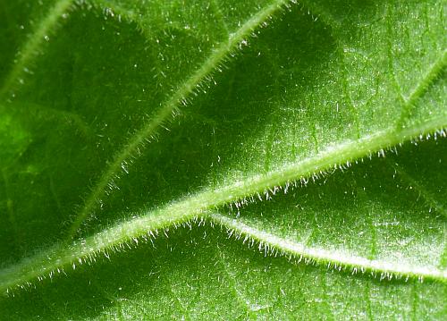 Trachelospermum_difforme_leaf2a.jpg
