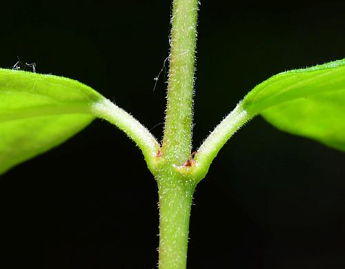 Trachelospermum_difforme_stem1.jpg