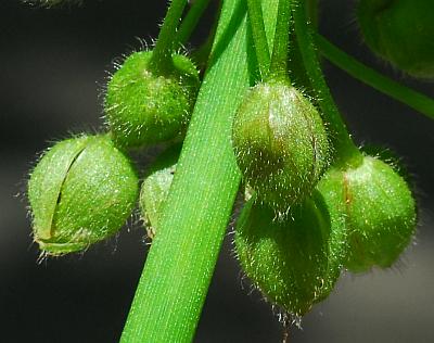 Tradescantia_ernestiana_buds.jpg