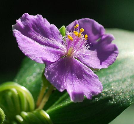 Tradescantia_ernestiana_flower.jpg