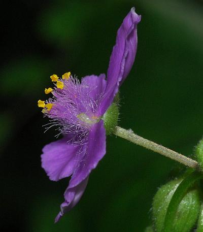 Tradescantia_ernestiana_flower2.jpg