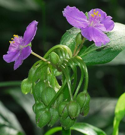 Tradescantia_ernestiana_inflorescence.jpg