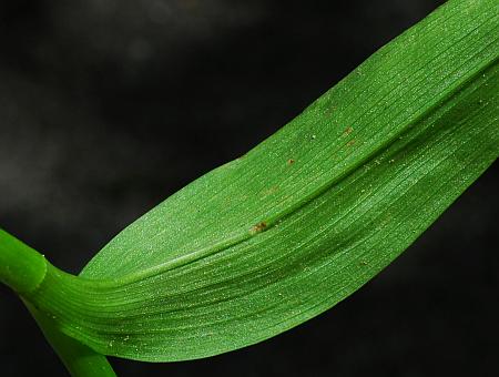 Tradescantia_ernestiana_leaf2.jpg