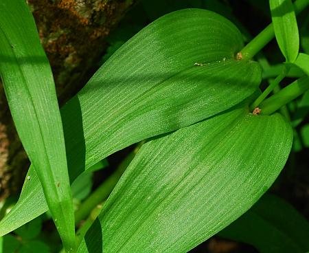 Tradescantia_ernestiana_leaves1.jpg