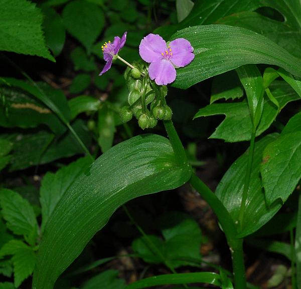 Tradescantia_ernestiana_plant.jpg