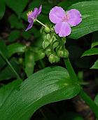 Tradescantia ernestiana thumbnail