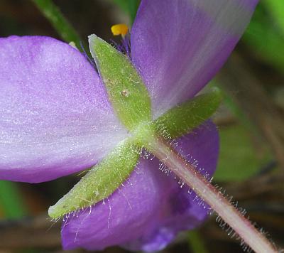 Tradescantia_longipes_calyx.jpg