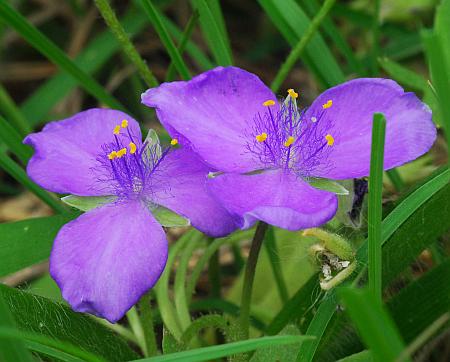 Tradescantia_longipes_flower1.jpg