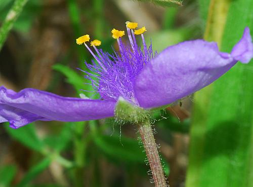 Tradescantia_longipes_flower2.jpg