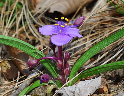 Tradescantia_longipes_inflorescence.jpg