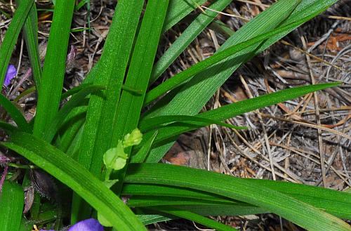 Tradescantia_longipes_leaves1.jpg