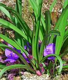 Tradescantia longipes thumbnail