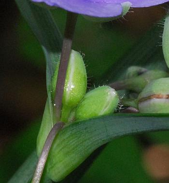 Tradescantia_ohiensis_buds.jpg