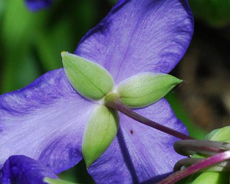 Tradescantia_ohiensis_calyx.jpg