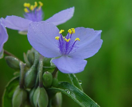 Tradescantia_ohiensis_flower.jpg