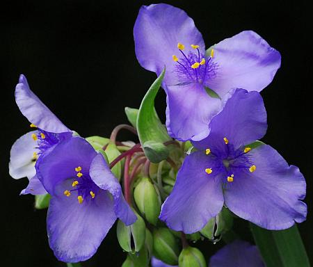 Tradescantia_ohiensis_flowers.jpg