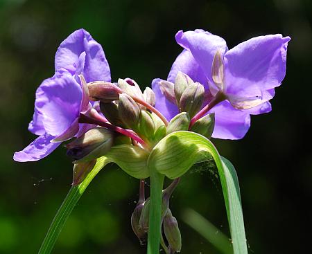 Tradescantia_ohiensis_inflorescence1.jpg