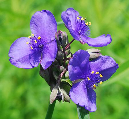 Tradescantia_ohiensis_inflorescence2.jpg