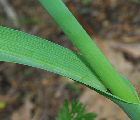 Tradescantia_ohiensis_leaf1.jpg