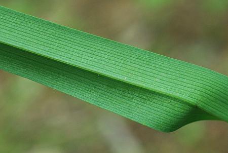 Tradescantia_ohiensis_leaf2.jpg