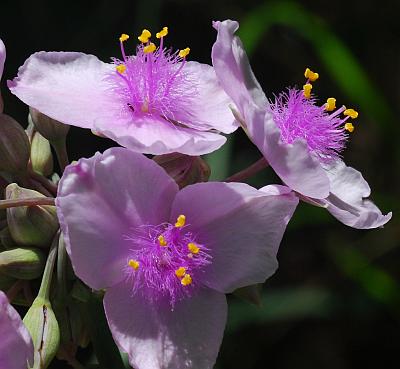 Tradescantia_ohiensis_pink.jpg