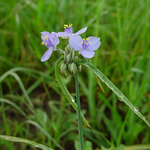 Tradescantia_ohiensis_plant.jpg