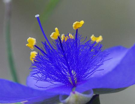 Tradescantia_ohiensis_stamens.jpg